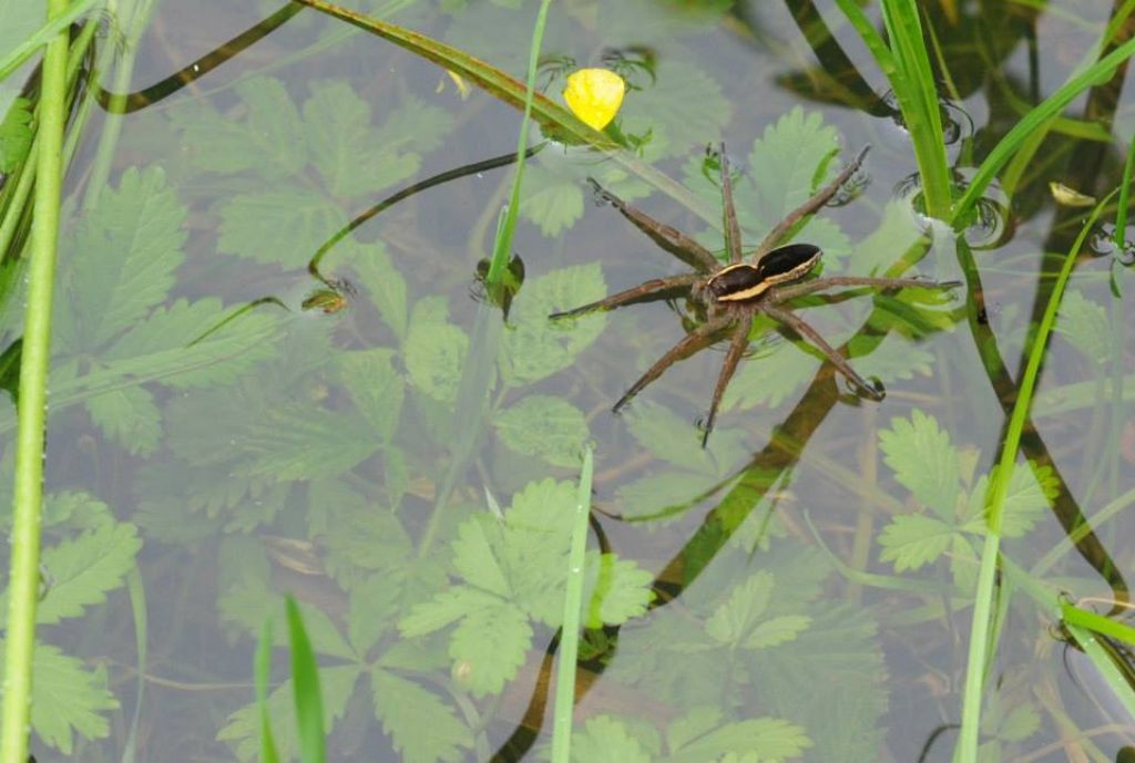 Dolomedes fimbriatus - Stabio (Ticino)